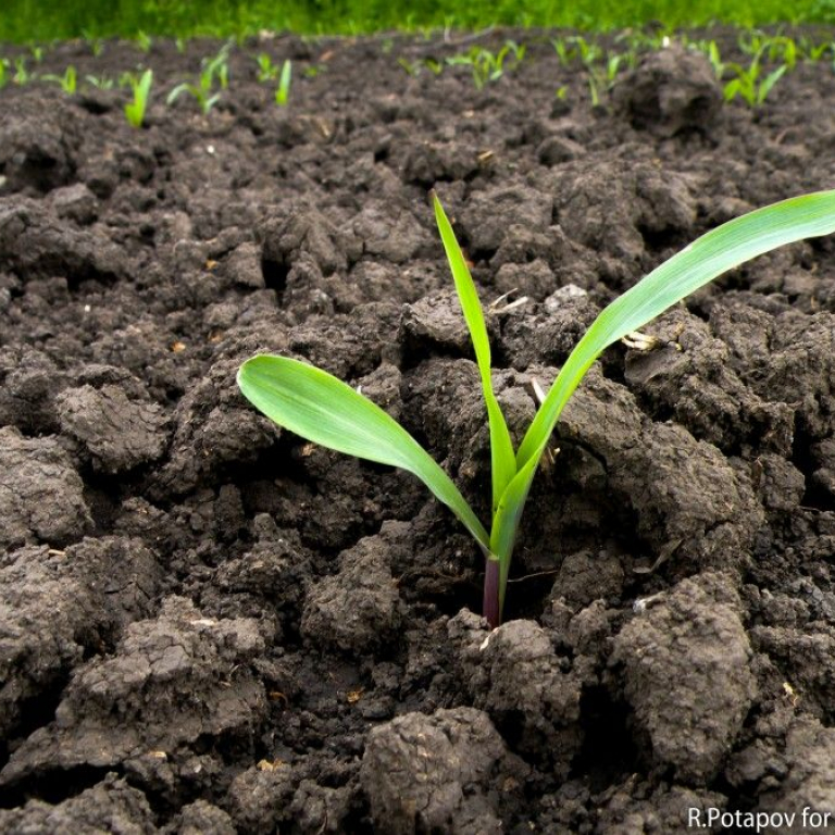 Вісім ключових стадій розвитку кукурудзи