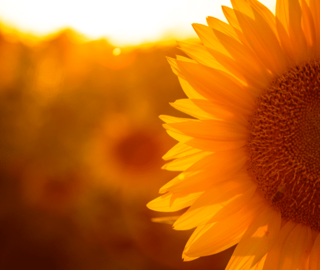 Торговельний представник