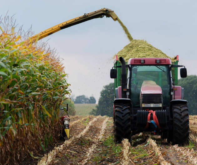 silage corn harvest